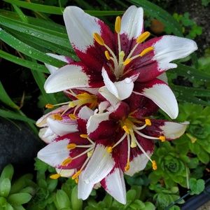 Meet your Posher, Monique